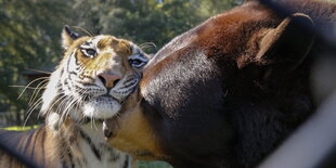 Ein Tiger und ein Bär reiben die Köpfe aneinander.