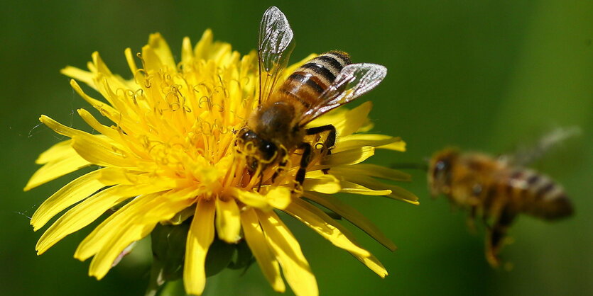 eine Biene sitzt auf einer Löwenzahnblüte