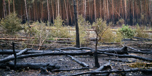 Waldbrand-Gebiet Treuenbrietzen: Schwarz verkohlte Baumstämme liegen auf dem Waldboden