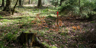 Lichtung im Wald