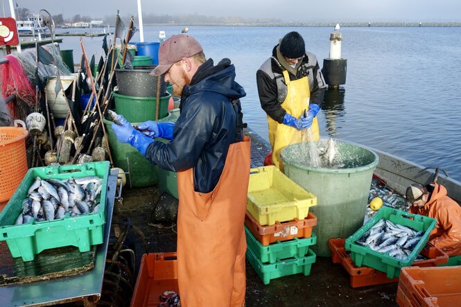 Fische inmitten ihrer in Kisten sortierten gefangenen Fische