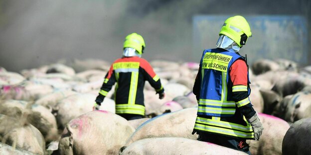 Feuerwehrmänner stehen zwischen Schweinen, die es aus dem Feuer heraus geschafft haben