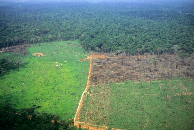 Im Amazonasgebiet in Brasilien ist viel Wald abgeholzt worden