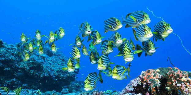 Schwarm Orientalische Suesslippen-Fische- schwarz-weisse Streifen mit grünen Flossen