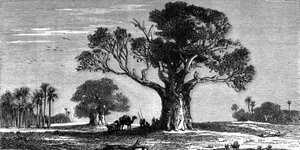 Eine Zeichnung eines Baumes
