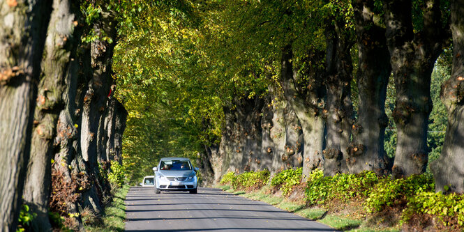 Autos fahren durch eine Allee von Lindenbäumen