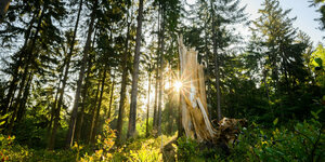 Die Sonne geht neben einem Baumstumpf auf in einem Waldgebiet