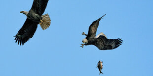 2 Adler fliegen in der Luft. Unter ihnen ist ein Fisch zu sehen, den einer von ihnen eben verloren hat