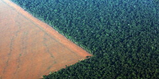 Ein Feld, das in eine Waldfläche hineinragt