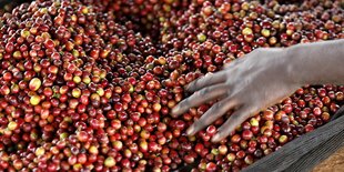 Eine Hand streicht durch einen haufen Kaffeebohnen