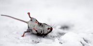 Eine offenbar erforerene Maus liegt auf Schnee