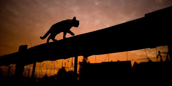 Katze unterwegs bei Nacht