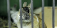 Ein Kaninchen hinter Gitterstäben