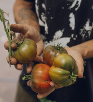 Tomaten in tätowierten Männerhänden