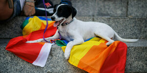 Ein Hund auf einer Regenbogenfahne