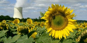 Sonnenblumen vor Atomkraftwerk