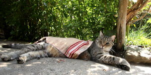 Katze liegt mit Handtuch bedeckt im Schatten