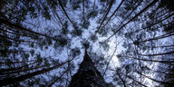 Blick in die Baumkronen im Wald