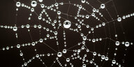 Wassertropfen in einem Spinnennetz