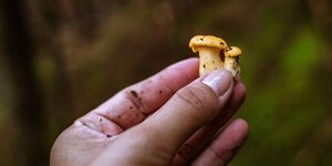 Eine Hand hält einen Pilz