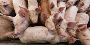 Viele Sweine tummeln sich in einem Stall