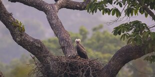 Ein Greifvogel sitzt in einem Baum