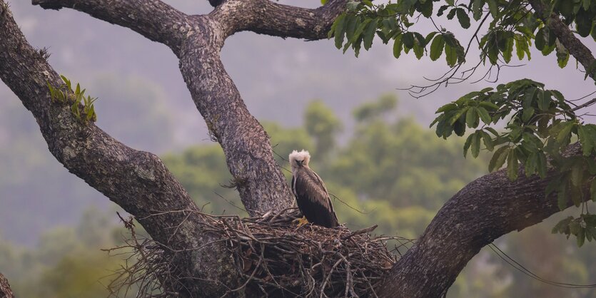 Ein Greifvogel sitzt in einem Baum