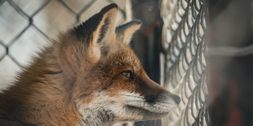 Fuchs vor Maschendraht