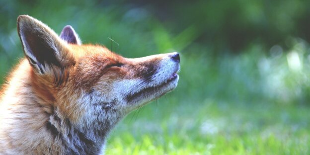 Ein Fuchs im Grünen hält die Augen geschlossen und reckt den Kopf Richtung Sonne