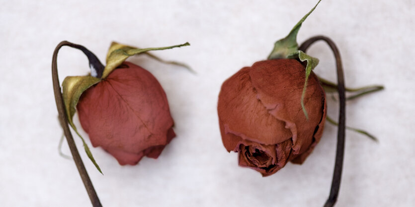 2 getrocknete rote Rosen strecken die Köpfe zueinadner