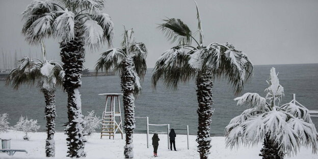 Palmen im Schnee an einem schneebedeckten Strand