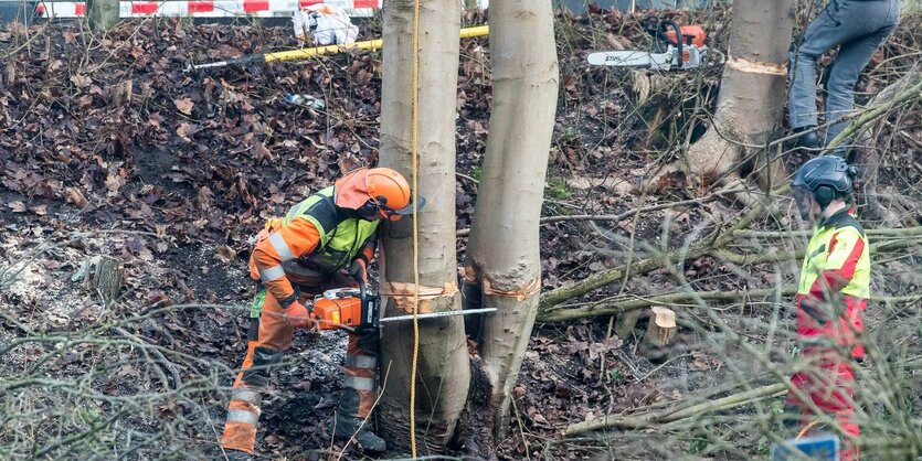 Ein Arbeiter sägt einen Baum um