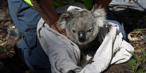 Ein Koala wird aus einem Sack gehoben