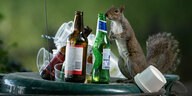 Ein Eichhörnchen schnuppert an einer Bierflasche