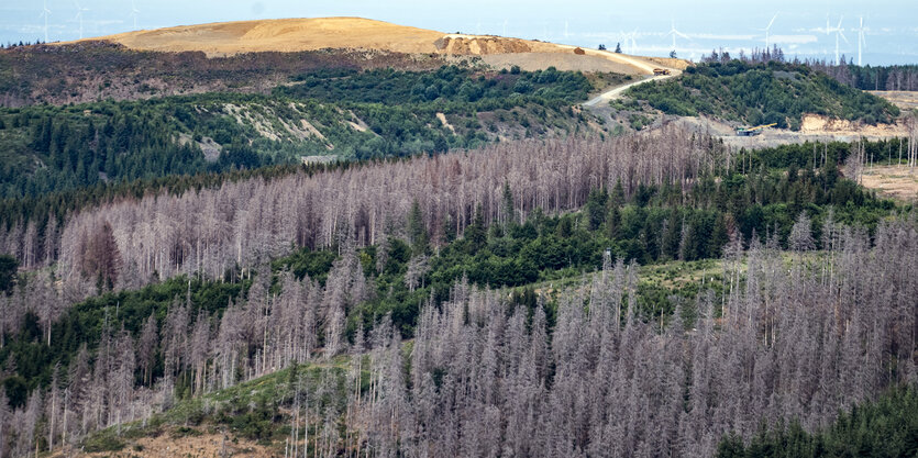 Trockene und abgestorbene Fichten stehen in einem Waldstück im Harz