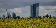 Ein Sonnenblumenfeld, dahinter das Gebäude der EZB