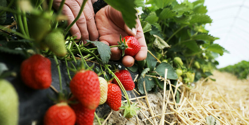 Erdbeerpflanzen auf einer Plantage