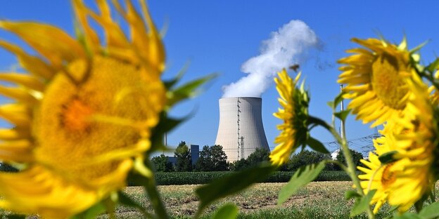 Sonnenblumen und der Kühlturm des Atomkraftwerks Isar 2