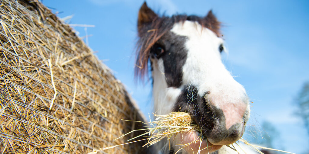 Ein braun-weiß geschecktes Pony frisst Heu