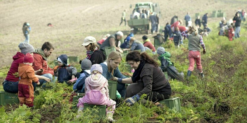 Menschen ernten Mohrrüben auf einem Feld