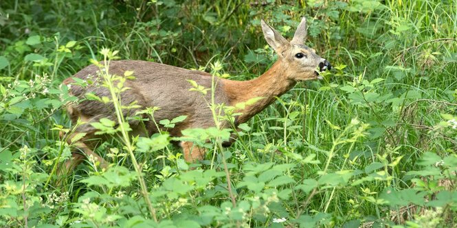 Ricke äsend im grünen Wald