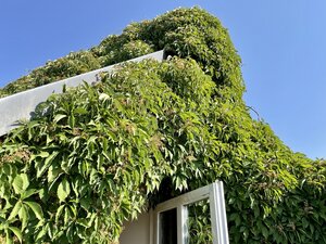 Der Wilde Wein bedeckt den Hausgiebel