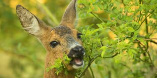 Ein Reh im Wald