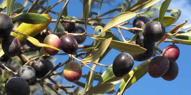 Nahaufnahme eines Olivenbaums