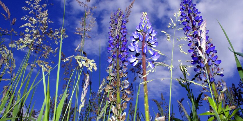 Süßlupinen wachsen auf einem Feld