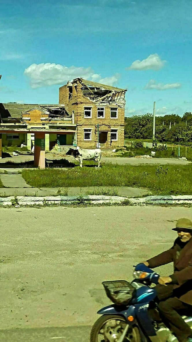 Zerstörtes Haus, davor steht ein Kuh und der alte Mann auf dem Moped schaut in die Kamera