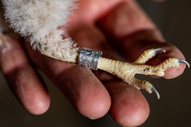 Beringtes Bein eines jungen Turmfalken in der Hand von Stefan Kupko