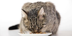 Eine Katze versinkt mit ihrer Schnautze im Teller