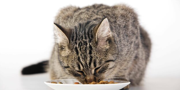 Eine Katze versinkt mit ihrer Schnauze im Teller