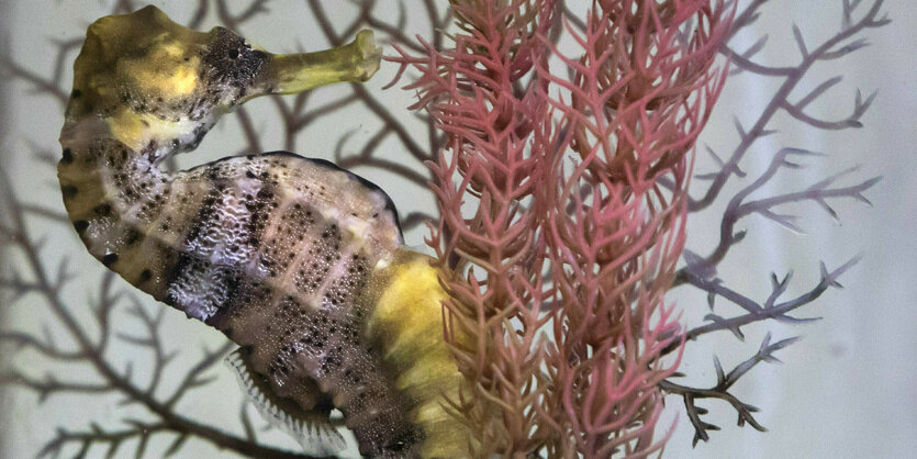 Ein schwangeres, männliches Seepferdchen in einem Aquarium in Rio de Janeiro